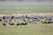 Zwarte-rotgans-20200124g1280YSXX6862a-Haamstede.jpg