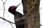 Filename=Zwarte-specht-20170321g1280YSXX7425a.jpg
Filesize=625KiB
Dimensions=1280x960
Date added=Mar 22, 2017 Zwarte-specht-20170321g1280YSXX7425a.jpg