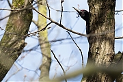 Filename=Zwarte-specht-20170321g1280YSXX7432a.jpg
Filesize=730KiB
Dimensions=1280x960
Date added=Mar 21, 2017 Zwarte-specht-20170321g1280YSXX7432a.jpg
