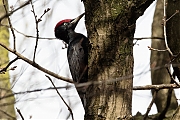 Filename=Zwarte-specht-20170321g1280YSXX7436a.jpg
Filesize=809KiB
Dimensions=1280x960
Date added=Mar 22, 2017 Zwarte-specht-20170321g1280YSXX7436a.jpg
