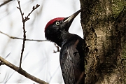 Filename=Zwarte-specht-20170321g1280YSXX7436ga.jpg
Filesize=711KiB
Dimensions=1280x960
Date added=Mar 22, 2017 Zwarte-specht-20170321g1280YSXX7436ga.jpg