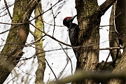 Filename=Zwarte-specht-20170321g1280YSXX7438a.jpg
Filesize=846KiB
Dimensions=1280x960
Date added=Mar 21, 2017 Zwarte-specht-20170321g1280YSXX7438a.jpg