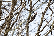 Filename=Zwarte-specht-20170321g1280YSXX7502a.jpg
Filesize=914KiB
Dimensions=1280x960
Date added=Mar 21, 2017 Zwarte-specht-20170321g1280YSXX7502a.jpg