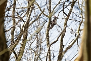 Filename=Zwarte-specht-20170321g1280YSXX7508a.jpg
Filesize=931KiB
Dimensions=1280x960
Date added=Mar 21, 2017 Zwarte-specht-20170321g1280YSXX7508a.jpg