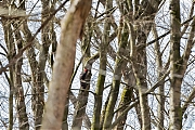 Filename=Zwarte-specht-20170321g1280YSXX7512a.jpg
Filesize=1151KiB
Dimensions=1280x960
Date added=Mar 21, 2017 Zwarte-specht-20170321g1280YSXX7512a.jpg