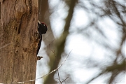 Filename=Zwarte-specht-20170321g1280YSXX7518a.jpg
Filesize=672KiB
Dimensions=1280x980
Date added=Mar 22, 2017 Zwarte-specht-20170321g1280YSXX7518a.jpg