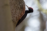 Filename=Zwarte-specht-20170321g1280YSXX7524a.jpg
Filesize=584KiB
Dimensions=1280x960
Date added=Mar 22, 2017 Zwarte-specht-20170321g1280YSXX7524a.jpg