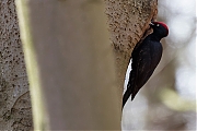 Filename=Zwarte-specht-20170321g1280YSXX7528a.jpg
Filesize=584KiB
Dimensions=1280x960
Date added=Mar 22, 2017 Zwarte-specht-20170321g1280YSXX7528a.jpg