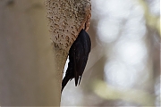 Filename=Zwarte-specht-20170321g1280YSXX7529a.jpg
Filesize=480KiB
Dimensions=1280x960
Date added=Mar 22, 2017 Zwarte-specht-20170321g1280YSXX7529a.jpg