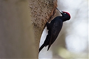 Filename=Zwarte-specht-20170321g1280YSXX7530a.jpg
Filesize=595KiB
Dimensions=1280x960
Date added=Mar 22, 2017 Zwarte-specht-20170321g1280YSXX7530a.jpg