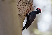 Filename=Zwarte-specht-20170321g1280YSXX7531a.jpg
Filesize=577KiB
Dimensions=1280x960
Date added=Mar 21, 2017 Zwarte-specht-20170321g1280YSXX7531a.jpg