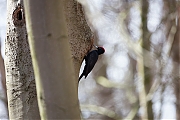 Filename=Zwarte-specht-20170321g1280YSXX7533a.jpg
Filesize=640KiB
Dimensions=1280x960
Date added=Mar 22, 2017 Zwarte-specht-20170321g1280YSXX7533a.jpg