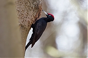 Filename=Zwarte-specht-20170321g1280YSXX7535a.jpg
Filesize=581KiB
Dimensions=1280x960
Date added=Mar 21, 2017 Zwarte-specht-20170321g1280YSXX7535a.jpg