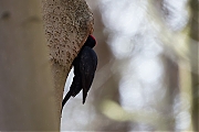 Filename=Zwarte-specht-20170321g1280YSXX7536a.jpg
Filesize=522KiB
Dimensions=1280x960
Date added=Mar 22, 2017 Zwarte-specht-20170321g1280YSXX7536a.jpg
