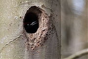 Filename=Zwarte-specht-20170328g1280YSXX7926a.jpg
Filesize=860KiB
Dimensions=1280x960
Date added=Apr 07, 2017 Zwarte-specht-20170328g1280YSXX7926a.jpg