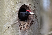 Filename=Zwarte-specht-20170328g1280YSXX7940a.jpg
Filesize=858KiB
Dimensions=1280x960
Date added=Apr 07, 2017 Zwarte-specht-20170328g1280YSXX7940a.jpg