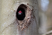 Filename=Zwarte-specht-20170328g1280YSXX7944a.jpg
Filesize=830KiB
Dimensions=1280x960
Date added=Apr 07, 2017 Zwarte-specht-20170328g1280YSXX7944a.jpg