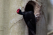 Filename=Zwarte-specht-20170328g1280YSXX7953a.jpg
Filesize=800KiB
Dimensions=1280x960
Date added=Apr 07, 2017 Zwarte-specht-20170328g1280YSXX7953a.jpg