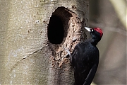 Filename=Zwarte-specht-20170328g1280YSXX7968a.jpg
Filesize=830KiB
Dimensions=1280x960
Date added=Apr 07, 2017 Zwarte-specht-20170328g1280YSXX7968a.jpg