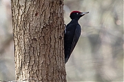 Filename=Zwarte-specht-20170403g1280YSXX8093a.jpg
Filesize=861KiB
Dimensions=1280x960
Date added=Apr 04, 2017 Zwarte-specht-20170403g1280YSXX8093a.jpg