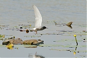 Zwarte-stern-20120522g800IMG_5656a.jpg