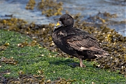 Zwarte-zee-eend-20140703g10247X1A2213a.jpg