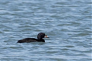 Filename=Zwarte-zee-eend-20170214g1280YSXX7068a.jpg
Filesize=786KiB
Dimensions=1280x960
Date added=Feb 14, 2017 Zwarte-zee-eend-20170214g1280YSXX7068a.jpg