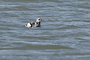 Zwarte-zeekoet-20170213g1280YSXX6865b.jpg