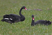 Zwarte-zwaan-20090307P1010477a.jpg