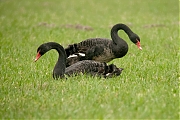 Zwarte-zwaan-20090328g1280P1010482na.jpg