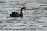 Zwarte-zwaan-20120817g800IMG_9217a~0.jpg