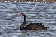 Zwarte-zwaan-20210922g14401A1A1770acrfb-Prunjepolder.jpg