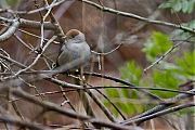 Zwartkop-20120428g800IMG_3732a.jpg