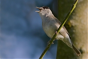 Zwartkop-20120528g800IMG_6077a.jpg