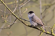 Filename=Zwartkop-20150416g12807X1A3588a.jpg
Filesize=786KiB
Dimensions=1280x960
Date added=Apr 16, 2015 Zwartkop-20150416g12807X1A3588a.jpg