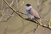 Filename=Zwartkop-20150416g12807X1A3589a.jpg
Filesize=837KiB
Dimensions=1280x960
Date added=Apr 16, 2015 Zwartkop-20150416g12807X1A3589a.jpg