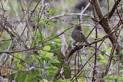 Zwartkop-20210514g14401A1A6965acrfb.jpg