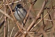 Zwartkop-20250327g14401A1A4854acrfb-De-Matjens.jpg