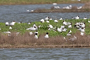 Zwartkopmeeuw-20140426g8007X1A1169a.jpg