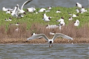 Zwartkopmeeuw-20140426g8007X1A1175a.jpg