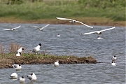 Zwartkopmeeuw-20140426g8007X1A1184a.jpg