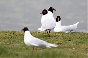 Filename=Zwartkopmeeuw-20160415g10247X1A4172a.jpg
Filesize=713KiB
Dimensions=1280x960
Date added=Apr 16, 2016 Zwartkopmeeuw-20160415g10247X1A4172a.jpg