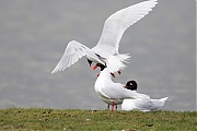 Filename=Zwartkopmeeuw-20160415g10247X1A4173a.jpg
Filesize=616KiB
Dimensions=1280x960
Date added=Apr 16, 2016 Zwartkopmeeuw-20160415g10247X1A4173a.jpg