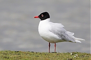Filename=Zwartkopmeeuw-20160415g12807X1A4177a.jpg
Filesize=825KiB
Dimensions=1280x960
Date added=Apr 16, 2016 Zwartkopmeeuw-20160415g12807X1A4177a.jpg