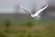 Filename=Zwartkopmeeuw-20160415g12807X1A4184a.jpg
Filesize=532KiB
Dimensions=1280x960
Date added=Apr 15, 2016 Zwartkopmeeuw-20160415g12807X1A4184a.jpg