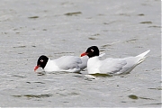 Filename=Zwartkopmeeuw-201604715g12807X1A4121a.jpg
Filesize=614KiB
Dimensions=1280x960
Date added=Apr 16, 2016 Zwartkopmeeuw-201604715g12807X1A4121a.jpg