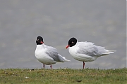 Filename=Zwartkopmeeuw-201604715g12807X1A4158a.jpg
Filesize=491KiB
Dimensions=1280x960
Date added=Apr 15, 2016 Zwartkopmeeuw-201604715g12807X1A4158a.jpg