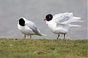 Filename=Zwartkopmeeuw-201604715g12807X1A4160a.jpg
Filesize=743KiB
Dimensions=1280x960
Date added=Apr 16, 2016 Zwartkopmeeuw-201604715g12807X1A4160a.jpg