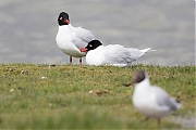 Filename=Zwartkopmeeuw-201604715g12807X1A4165a.jpg
Filesize=663KiB
Dimensions=1280x960
Date added=Apr 16, 2016 Zwartkopmeeuw-201604715g12807X1A4165a.jpg