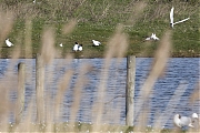 Filename=Zwartkopmeeuw_20160412g12807X1A3826a.jpg
Filesize=721KiB
Dimensions=1280x960
Date added=Apr 13, 2016 Zwartkopmeeuw_20160412g12807X1A3826a.jpg